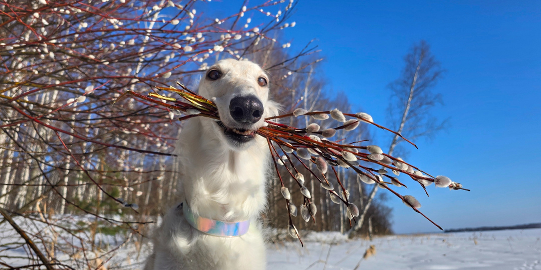 Видали, какие умняшки: борзая и две хаски позируют для открыток с веточками вербы