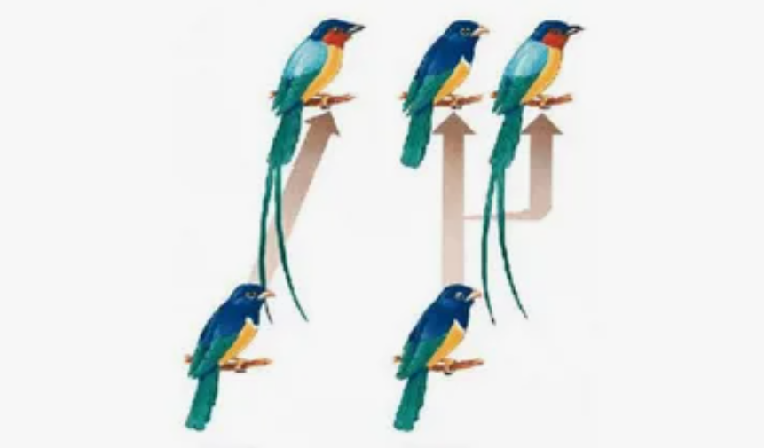 Преобразование на примере птиц