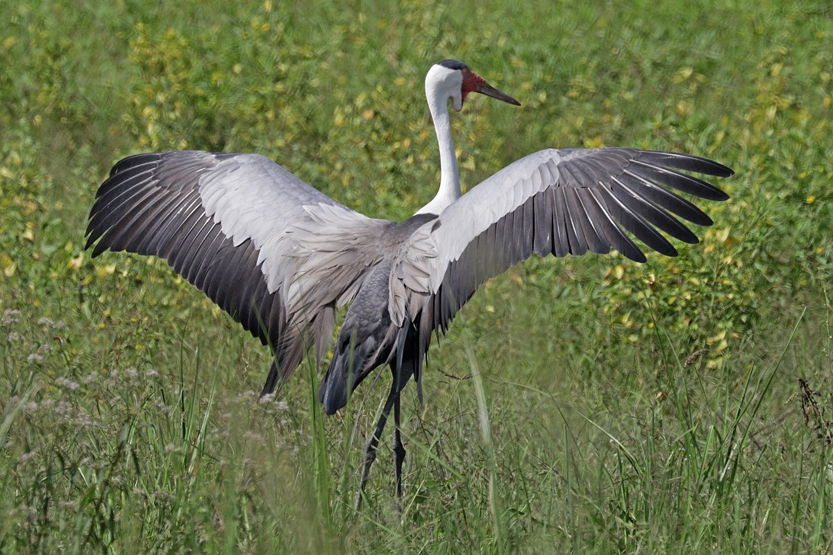 Фото с сайта: https://commons.wikimedia.org/wiki/File:Wattled_crane_(Grus_carunculata)_displaying_wings.jpg