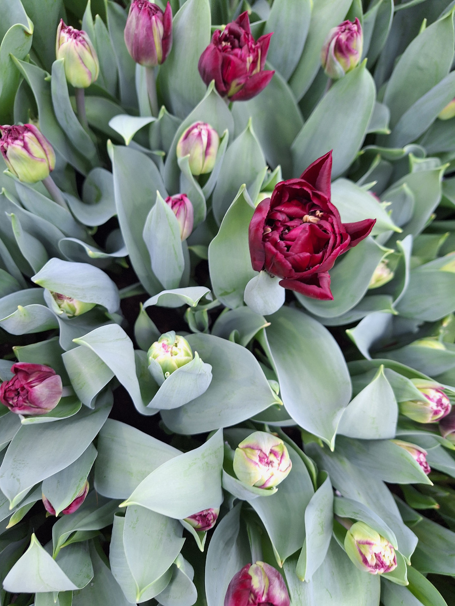 Весенние тюльпаны в оранжерее. Фото - собственность автора канала "ТАК НАДО".