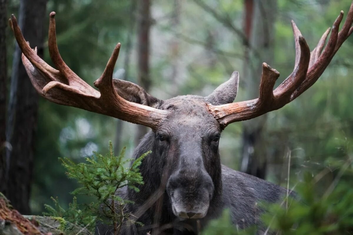 Фото с сайта: https://www.discoverwildlife.com/animal-facts/elk-return-uk