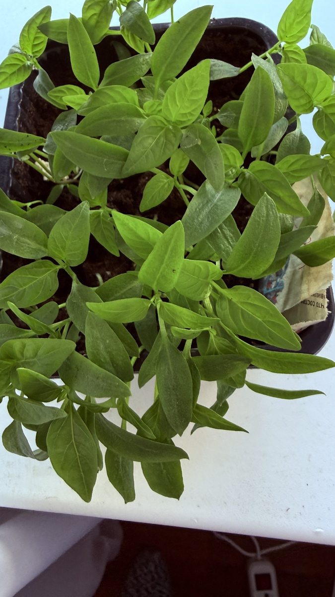 Перец в марте 2026