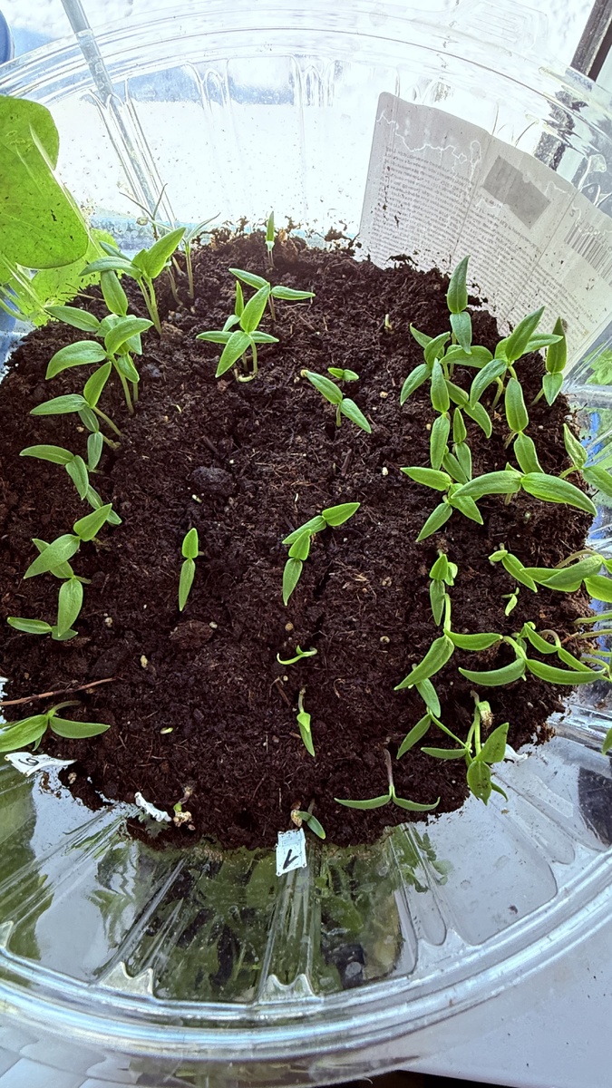 Перцы, вторая партия 2026 март