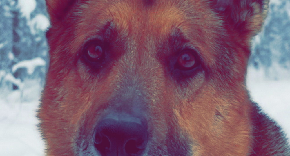 В Сызрани ищут свой дом верный немец Дизель с трудной судьбой и собака-улыбака Лиза