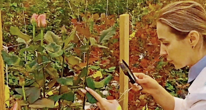    Россельхознадзор