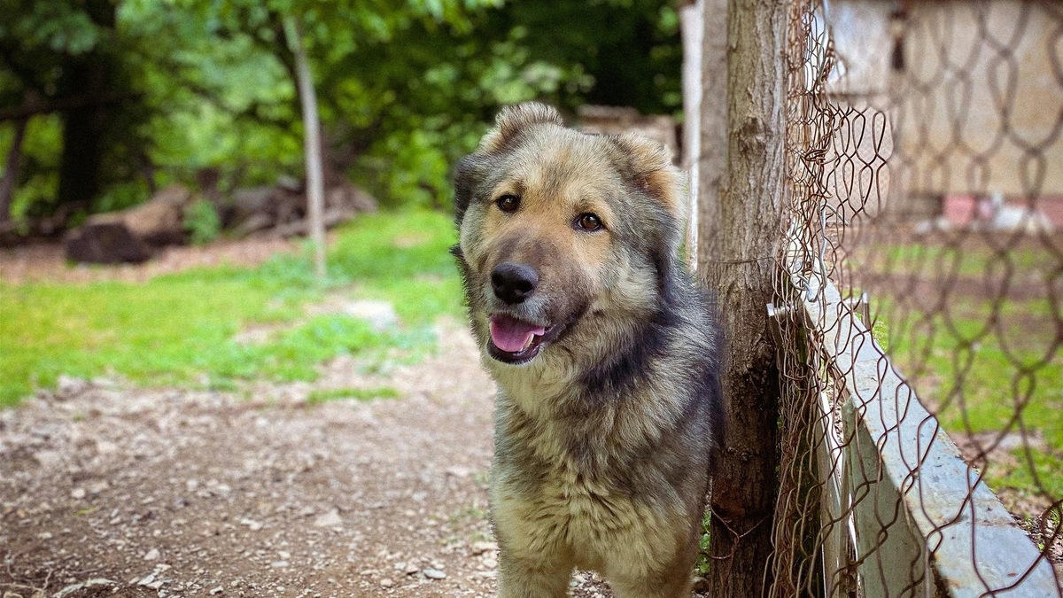   Каждый переданный пакет корма или медикаментов — это вклад в здоровье питомца из приюта