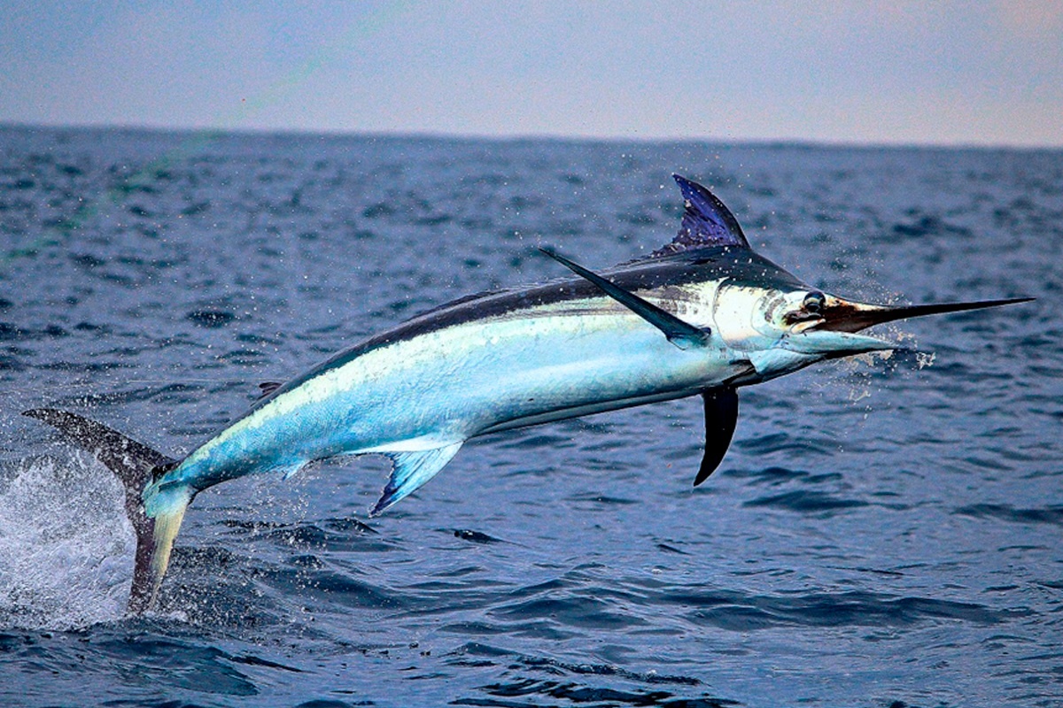 Фото с сайта: https://storage.googleapis.com/dansizvtcvwhpe/swordfish-food-facts.html