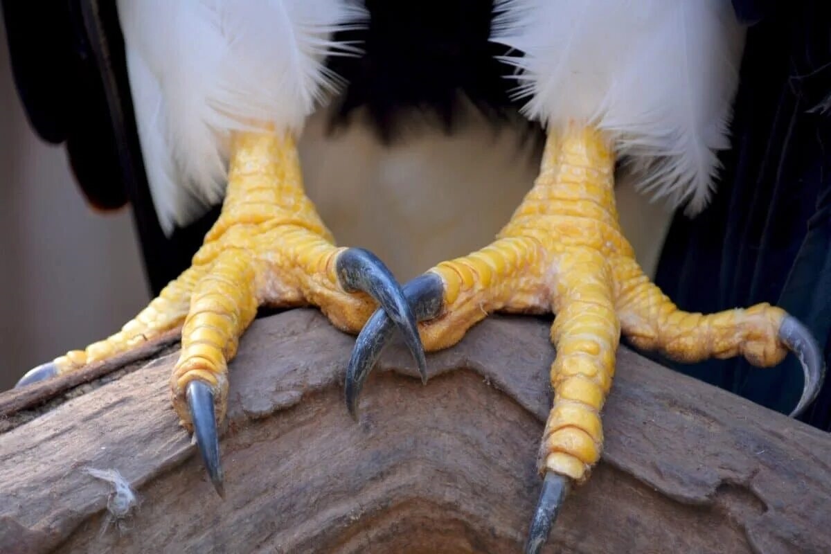 Фото с сайта: https://storage.googleapis.com/ddjuzubuecvek0/eagle-talon-scratches.html