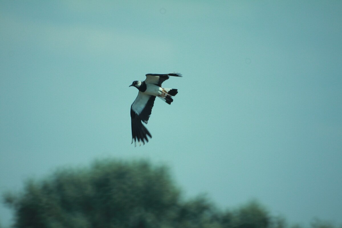 Фото с сайта: https://commons.wikimedia.org/wiki/File:Чибис_в_полете_на_озере_Сиваш.jpg