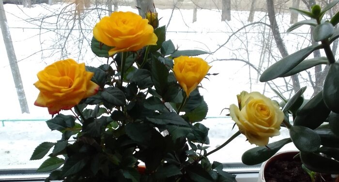 Букет роз остался не купленным и не подаренным / фото: Vostok.Today