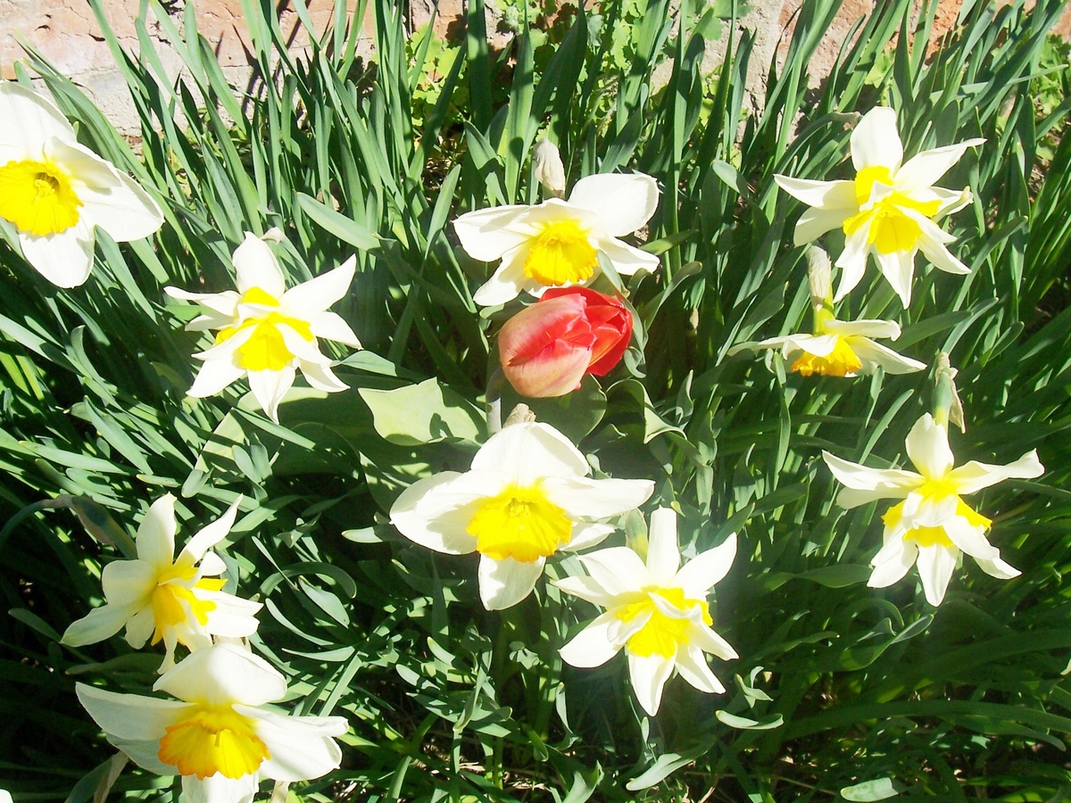 Мои нарциссы
