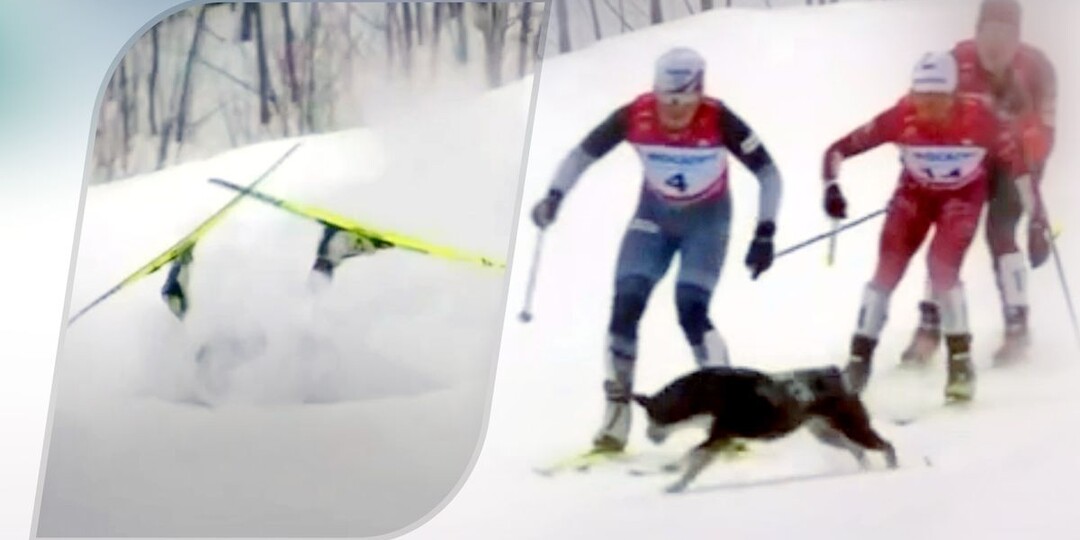Собака вмешалась в исход лыжного марафона на чемпионате России. Крупицкая вовремя среагировала и легко взяла золото