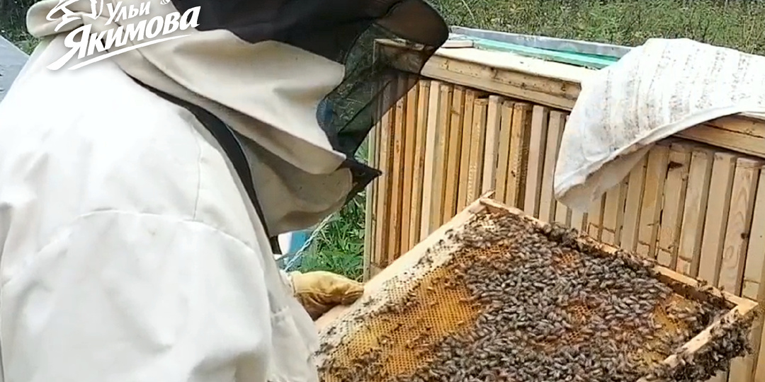 Старт для новичка — пошаговый план подготовки к сезону пчеловодства и запуску пасеки