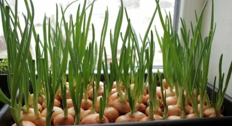 из интернета