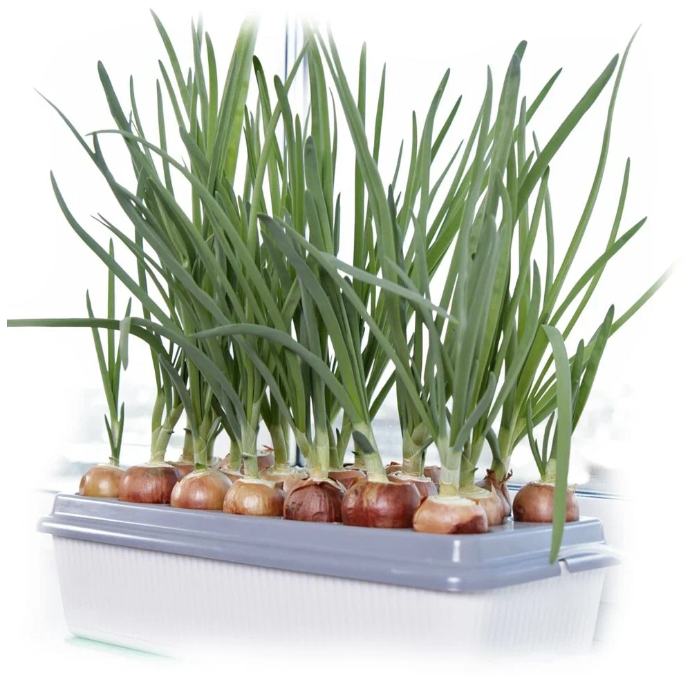 из интернета