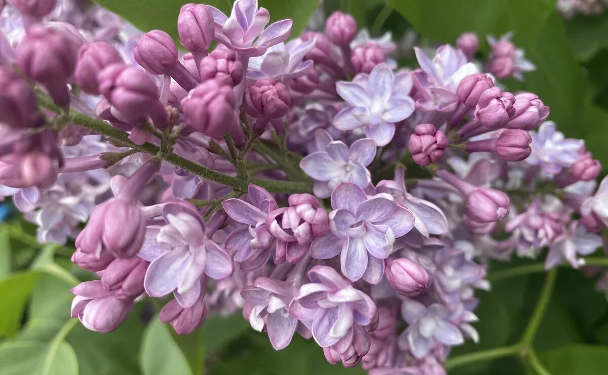    Где в России самая красивая весна? Календарь цветения для туриста