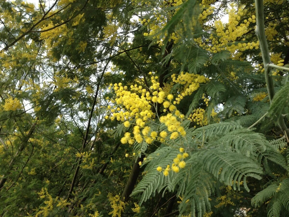    Аромат цветущей мимозы ассоциируется с весной. Фото АТОР