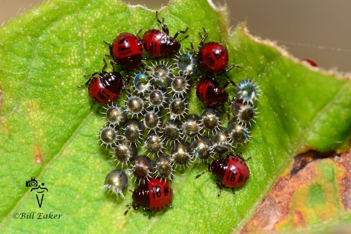 Клопы Podisus maculiventris, фото с сайта: https://www.pinterest.com/pin/501518108481584999/