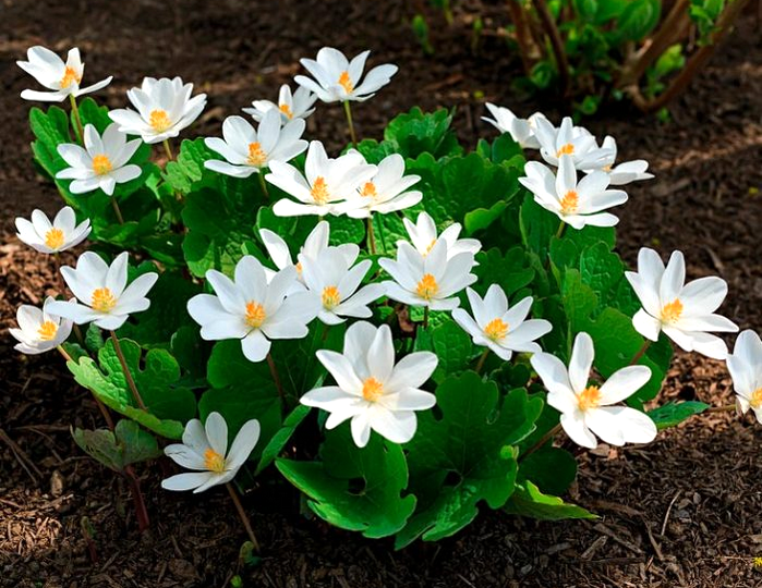 Сангвинария