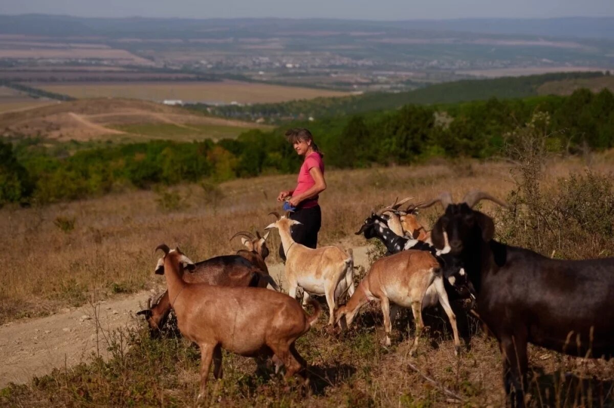    По словам Изабеллы Корниенко, козы оказались очень милыми, коммуникабельными животными, и она в них влюбилась.