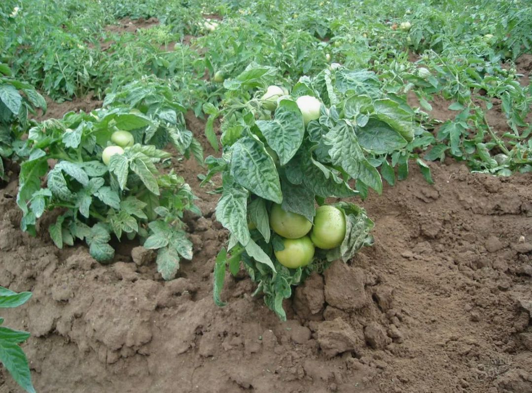 Растения в открытом грунте