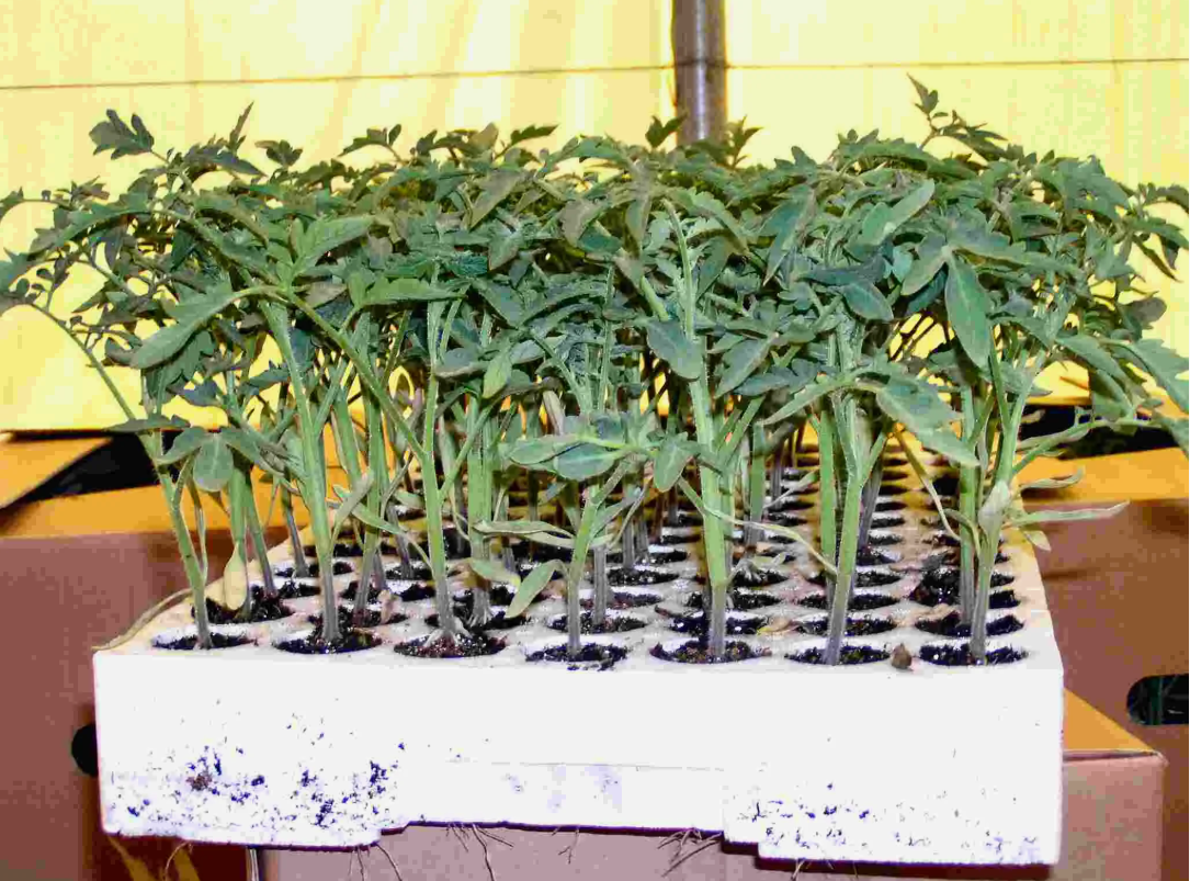 Рассада в кассетах или пенопласть.