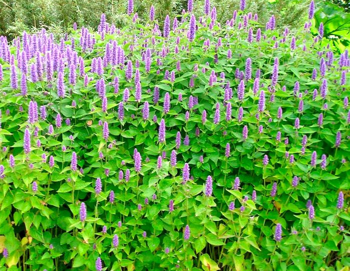 Лофант (агастахе)