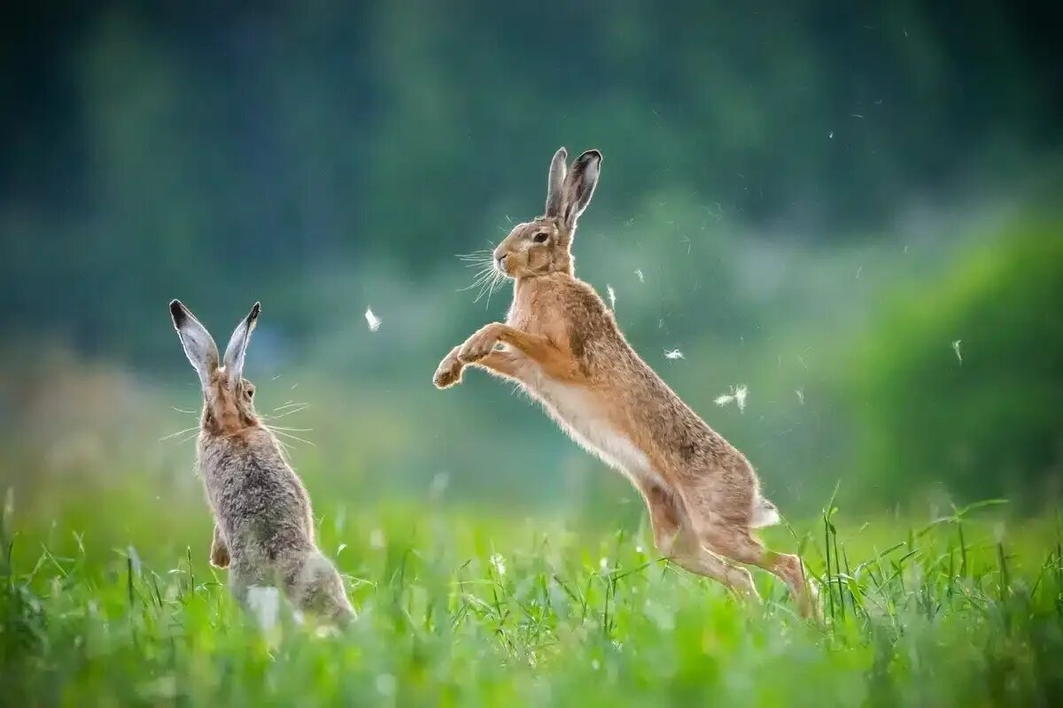 Фото с сайта: https://dishcuss.com/post/302EEA886BB69E08F24CE9F17C6C2E0F67992400/Hare