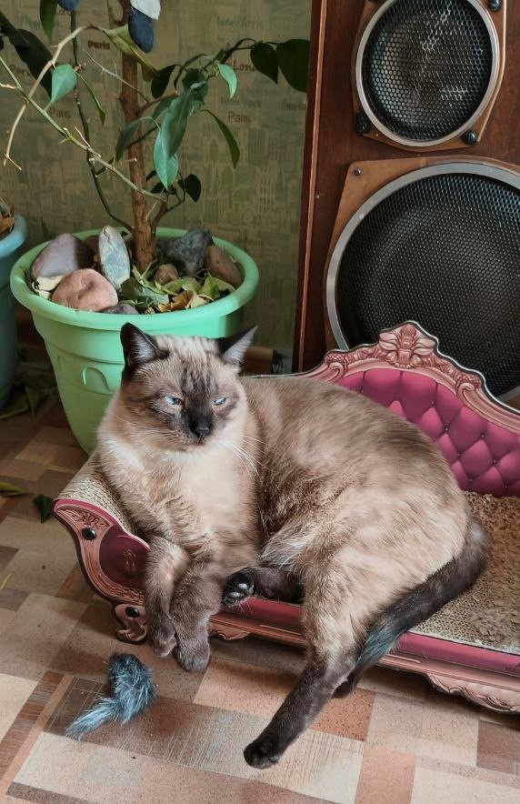 Благодарю Ксюшу БЕКИРОВУ за фото Жоржа)