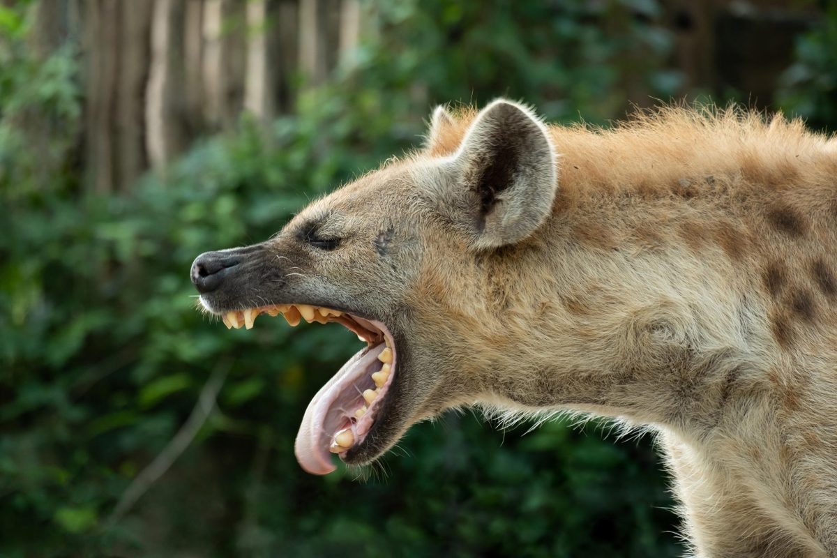 Фото с сайта: https://mungfali.com/explore.php?q=Hypercarnivores%20Be%20Found