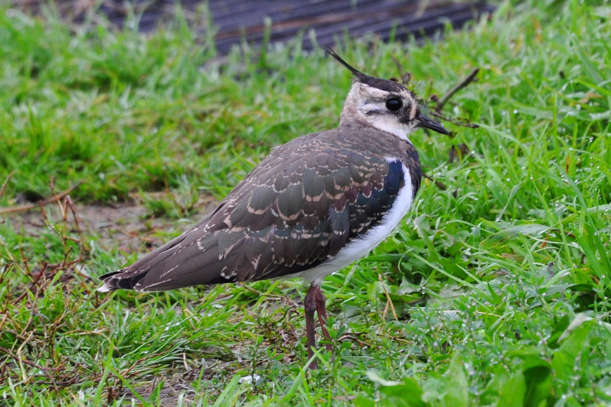 Фото с сайта: https://www.sibirds.ru/v2photo.php?l=&s=055800133&n=1&t=198&p=2&sortby=1&sor=desc&saut=all&si=sib