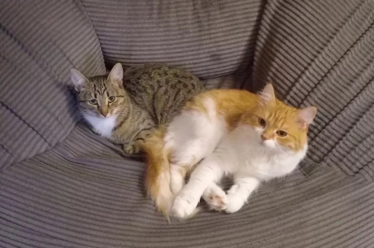    Кошек из Тулы под видом зоотеатра привезли в Липецк