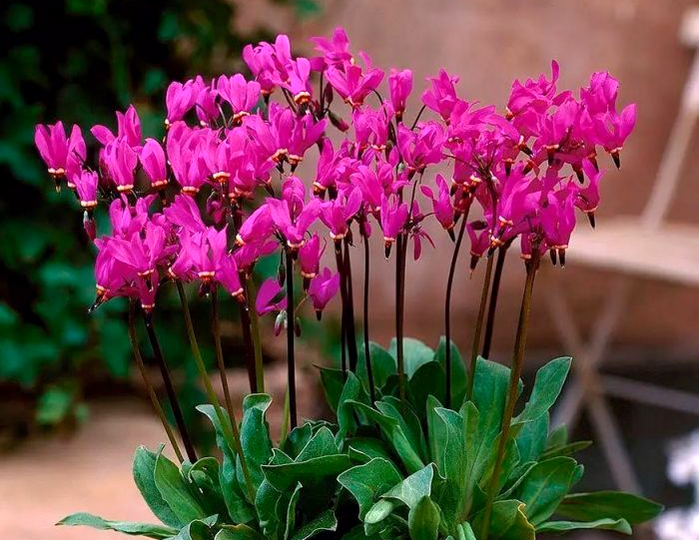 Додекатеон