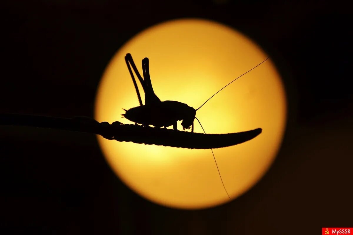 Фото с сайта: http://mysssr.com/photos/tp/кузнечик/new/photo2484.html