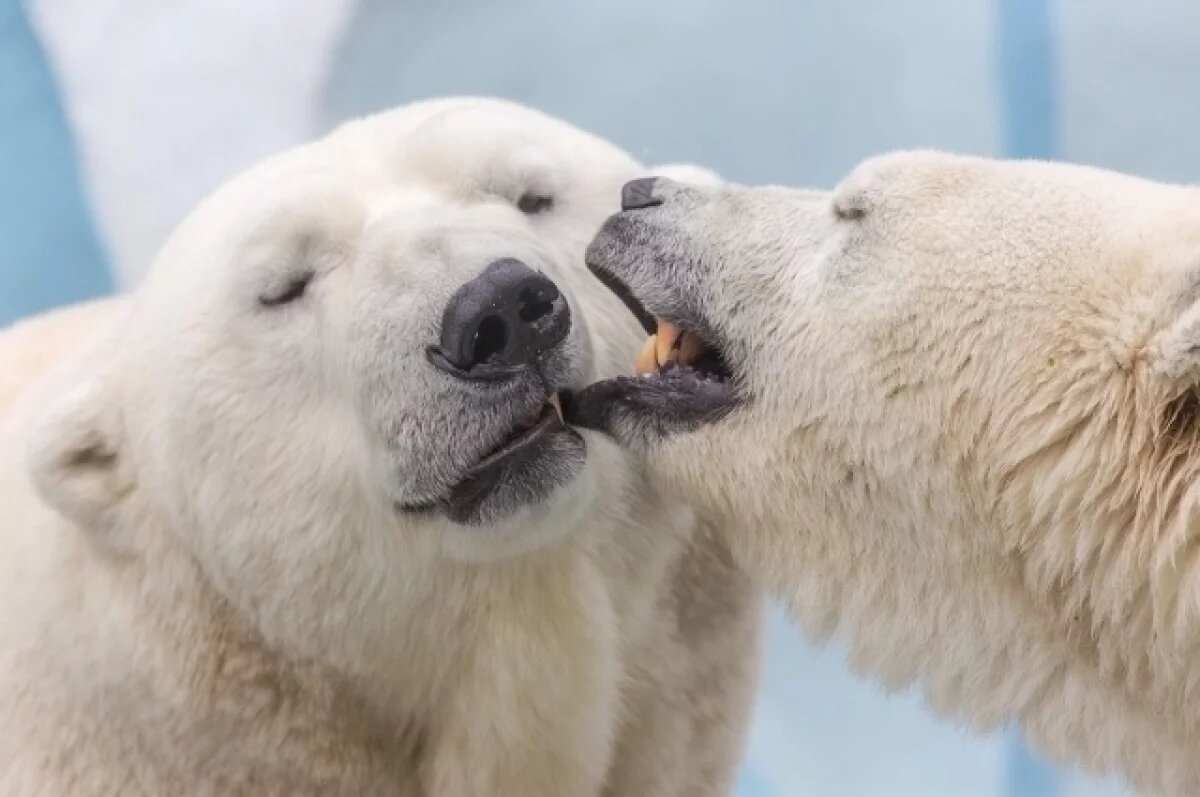    Мэр Максим Кудрявцев рассказал о планах развития Новосибирского зоопарка