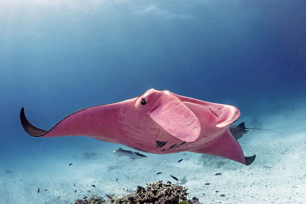Фото с сайта: https://www.newscientist.com/article/mg24532724-000-worlds-only-known-pink-manta-ray-spotted-in-the-great-barrier-reef/