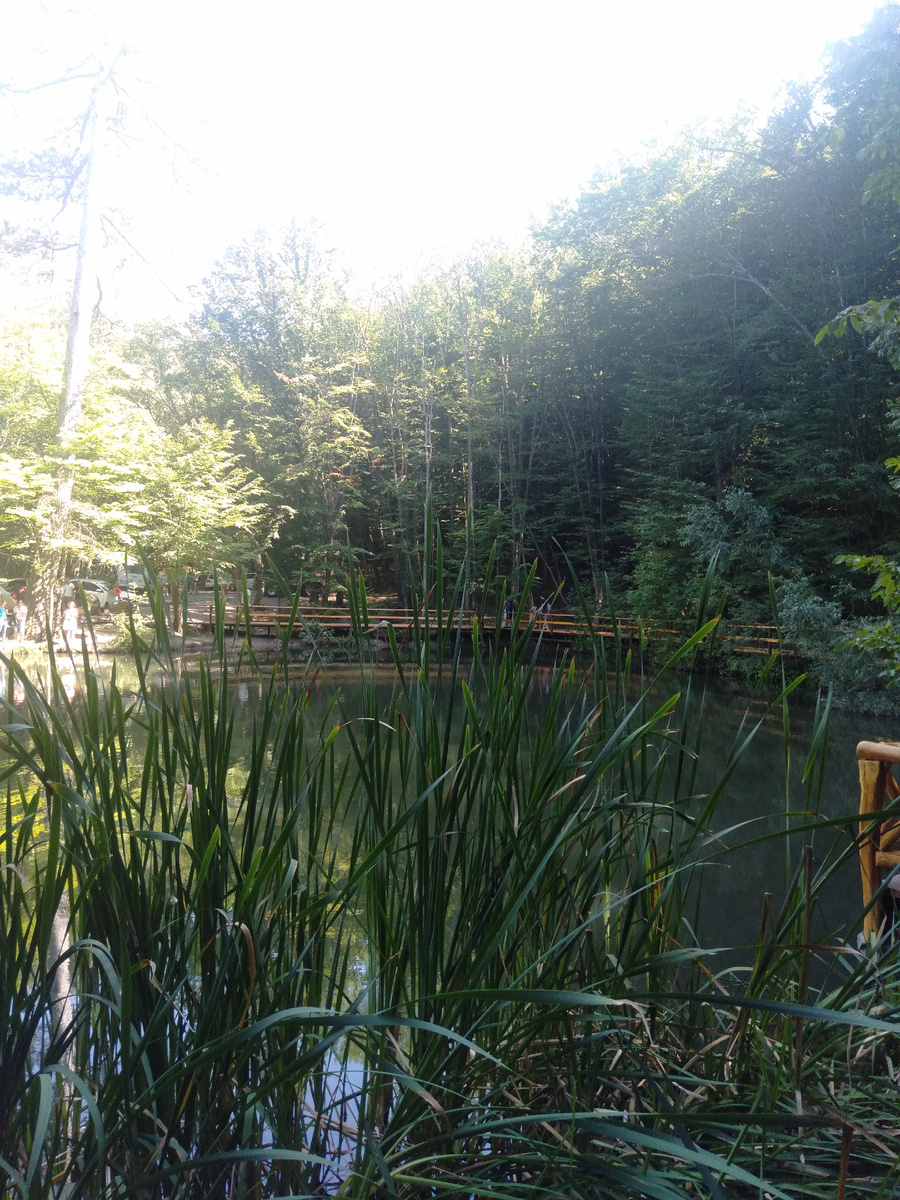 Летом Черепашье озеро