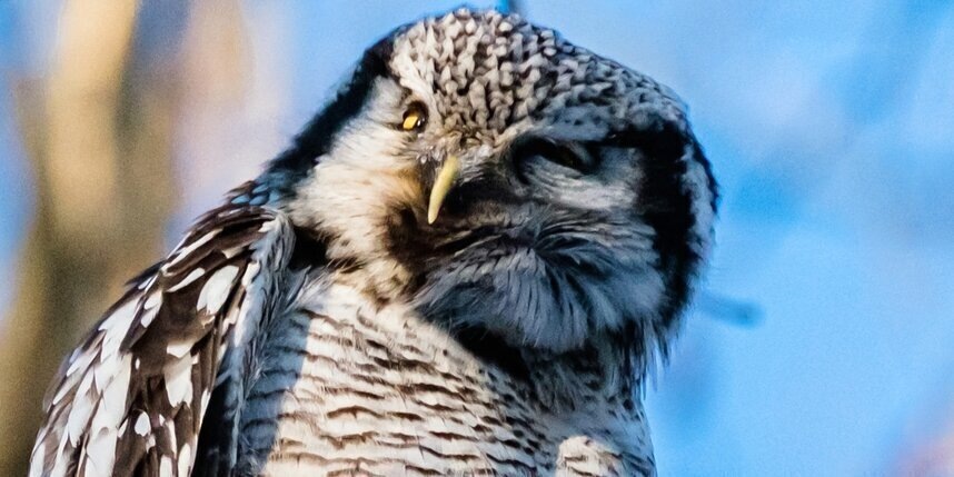    Алёна Бобрович