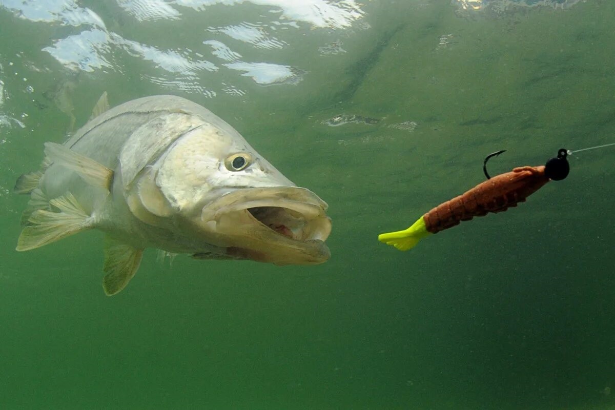 Фото с сайта: https://www.wideopenspaces.com/5-best-new-saltwater-fishing-lures-to-add-to-your-tackle-box/?itm_source=parsely-api