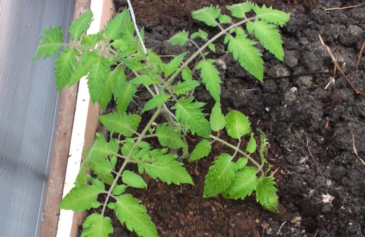 Мощное развитие корневой системы рассады томатов: простой путь к богатому урожаю. Фото автора.(Все права защищены)