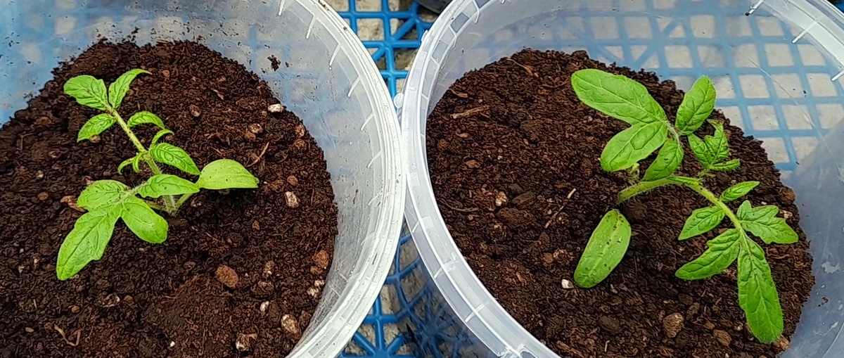 Индетерминантный сорт. Мощное развитие корневой системы рассады томатов: простой путь к богатому урожаю. Фото автора.(Все права защищены)