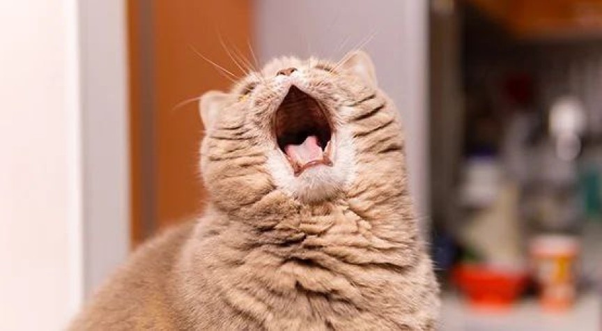 Кошка мяучит ночью и не даёт спать. Возвращаем спокойный сон дому.