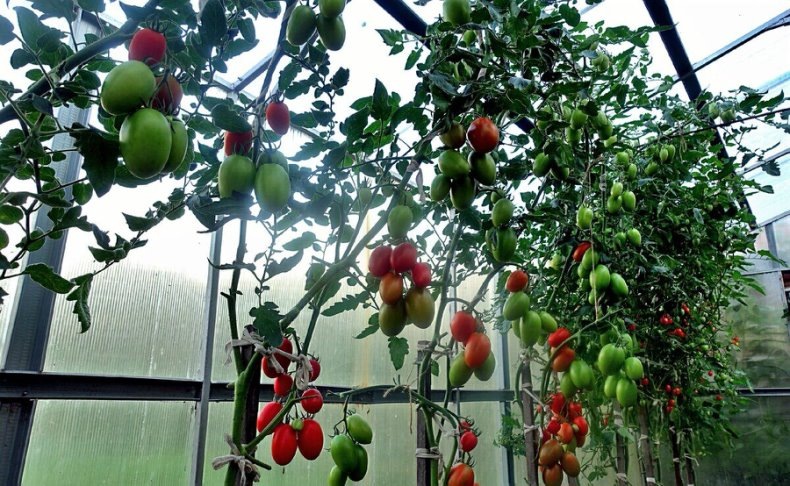 Томат Империя, сезон 2019