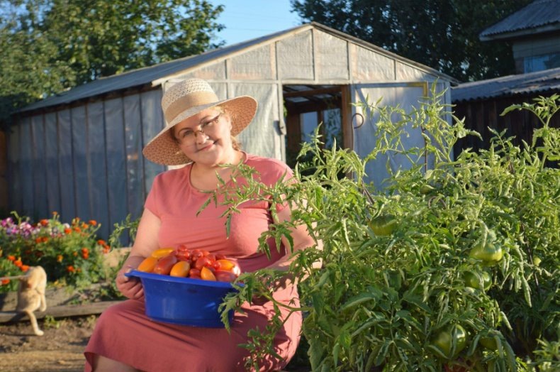 Когда сеять томаты, чтобы успели вырасти крепкими и жирненькими к моменту пересадки