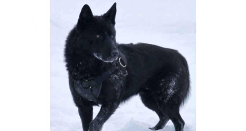    Фото Полиции Кировской области