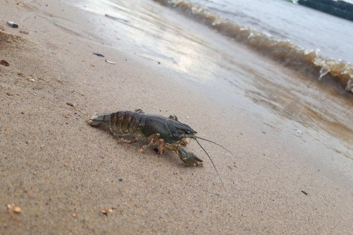 Фото с сайта: https://dzen.ru/a/Z8cl5ViXoD-ogu73