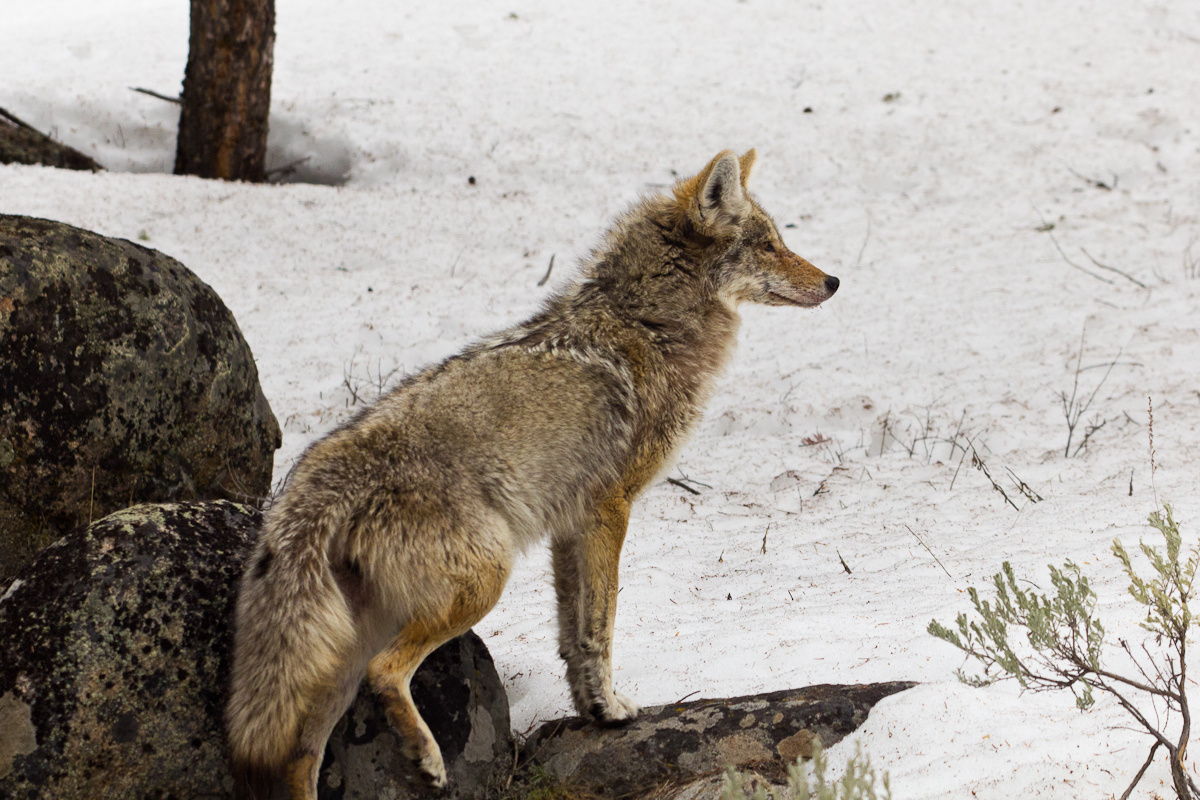 Фото с сайта: https://commons.wikimedia.org/wiki/File:Coyote_(Yellowstone_National_Park,_Wyoming)_(5629295355).jpg