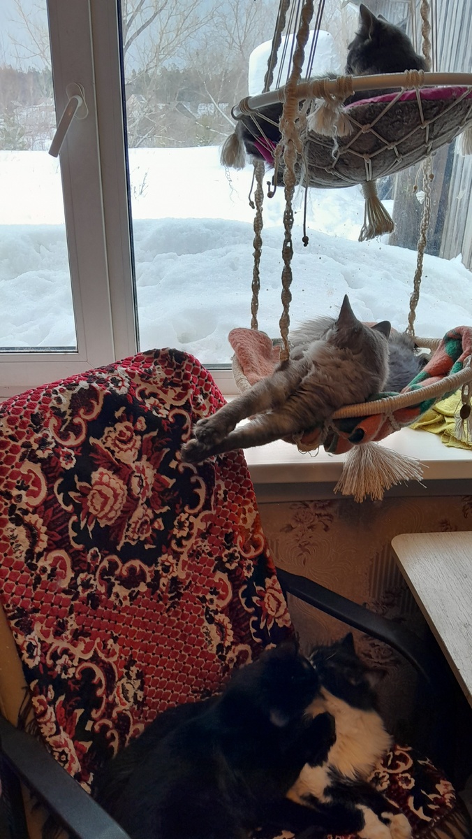 Кошки ждут весну