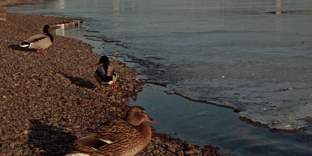 В Красноярск придет тепло 8 марта, но не задержится надолго