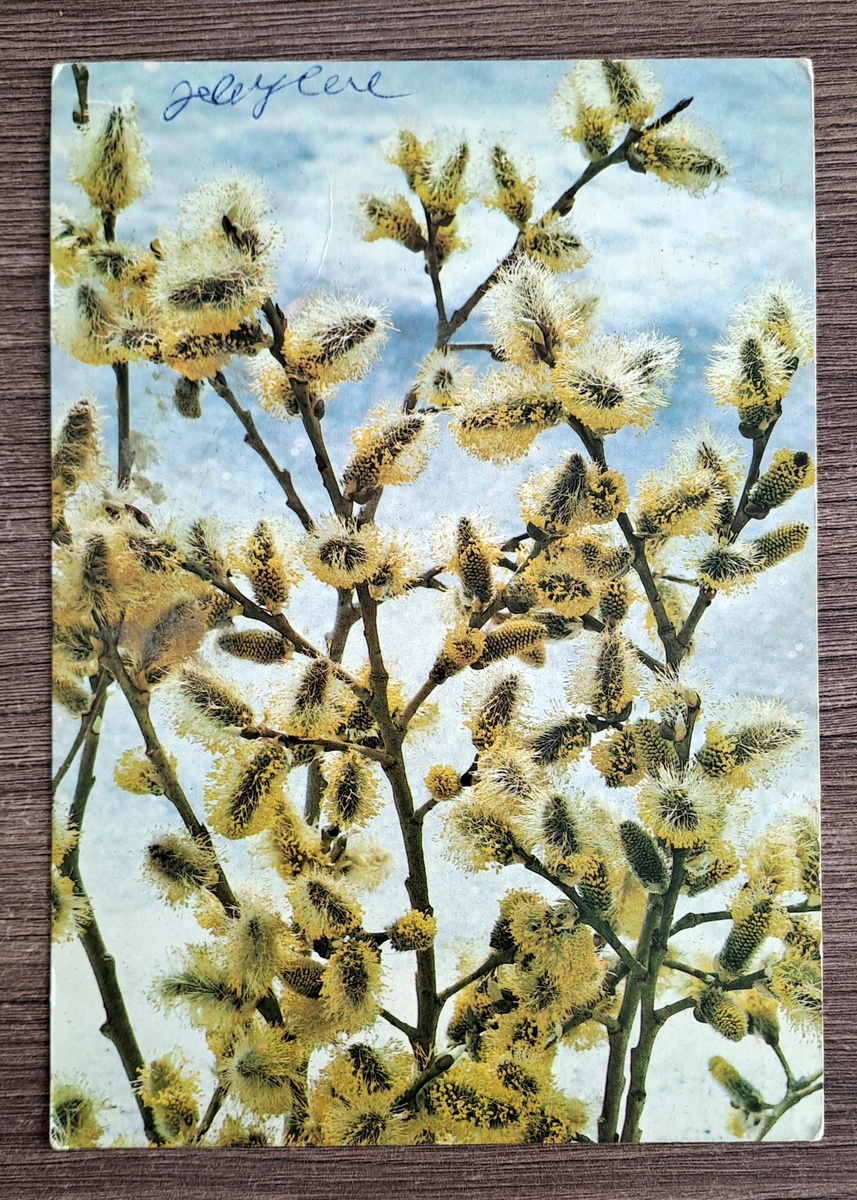 Фото В. Жаворонкова. 1989 год. Настоящая весенняя открытка. Раньше,  кстати,  часто делали фото открытки,  сейчас в основном художественные 